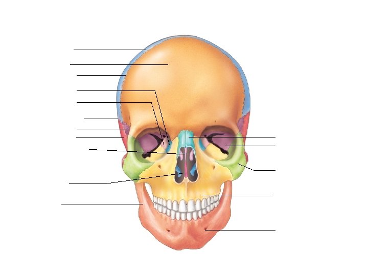 Parietal bone Frontal bone Coronal suture Lacrimal bone Ethmoid bone Squamous suture Sphenoid bone