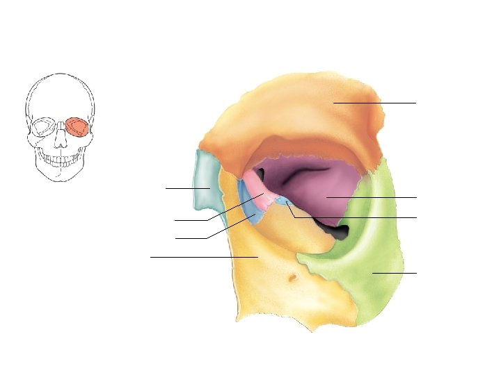 Frontal bone Nasal bone Sphenoid bone Ethmoid bone Palatine bone Lacrimal bone Maxilla Zygomatic