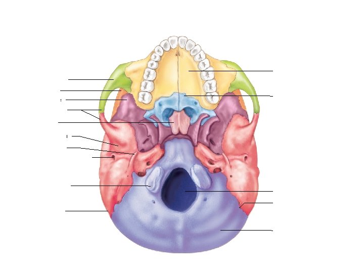 Palatine process of maxilla Zygomatic bone Frontal bone Sphenoid bone Palatine bone Zygomatic arch