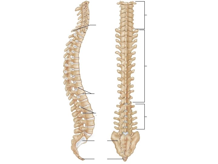 Cervical vertebrae Vertebra prominens Thoracic vertebrae Intervertebral discs Intervertebral foramina Sacrum Coccyx Lumbar vertebrae