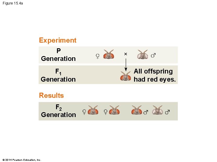 Figure 15. 4 a Experiment P Generation F 1 Generation Results F 2 Generation