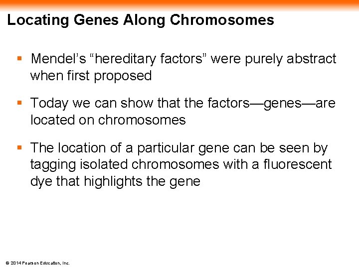 Locating Genes Along Chromosomes § Mendel’s “hereditary factors” were purely abstract when first proposed