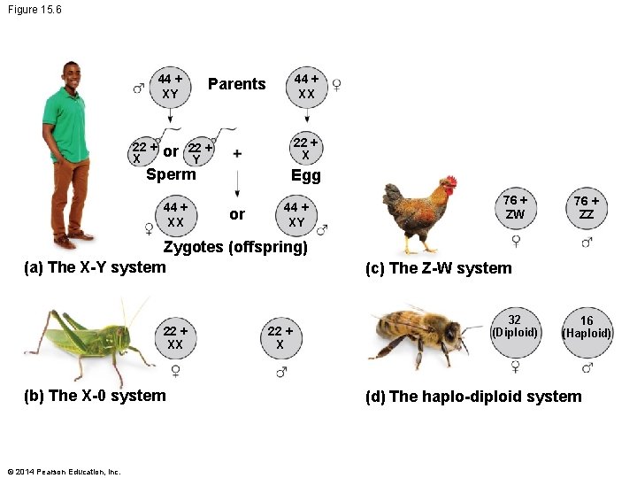 Figure 15. 6 44 + XY 44 + XX Parents 22 + X +