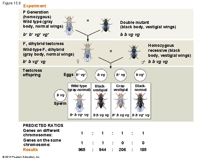Figure 15. 9 Experiment P Generation (homozygous) Wild type (gray body, normal wings) Double