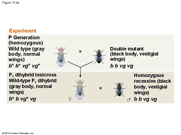 Figure 15. 9 a Experiment P Generation (homozygous) Wild type (gray body, normal wings)