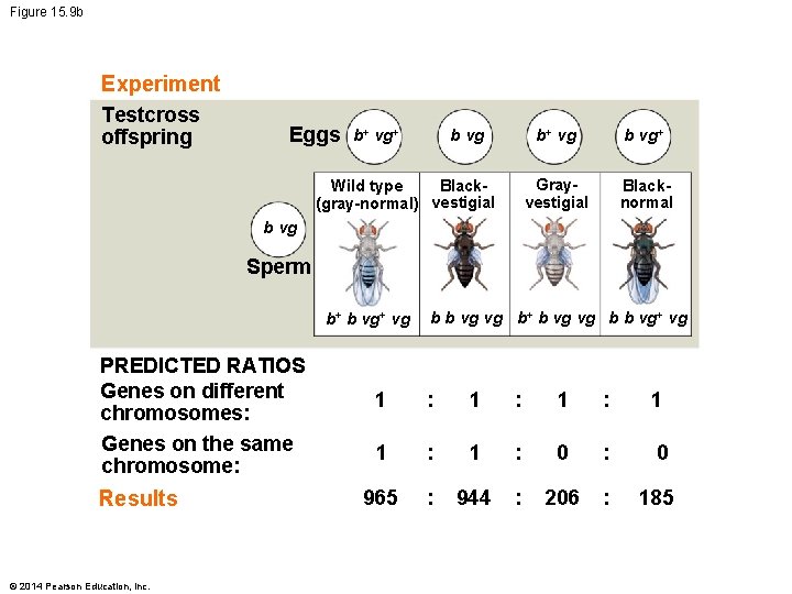 Figure 15. 9 b Experiment Testcross offspring Eggs b vg b+ vg+ Black. Wild
