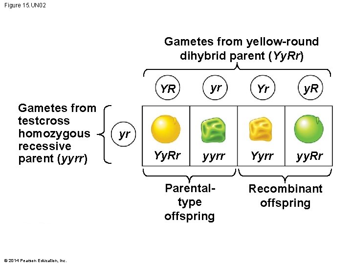 Figure 15. UN 02 Gametes from yellow-round dihybrid parent (Yy. Rr) Gametes from testcross