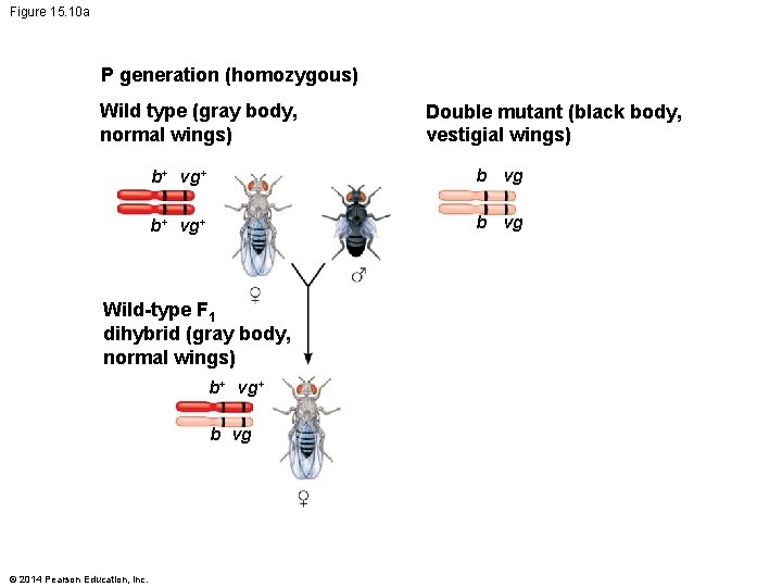 Figure 15. 10 a P generation (homozygous) Wild type (gray body, normal wings) b+