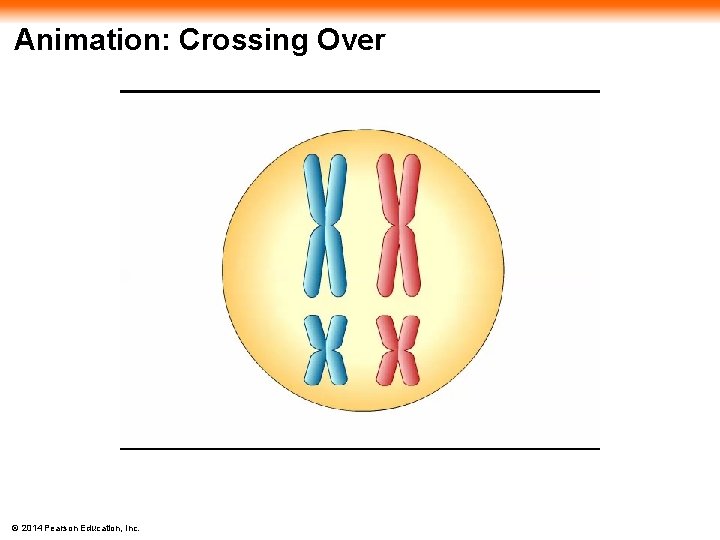 Animation: Crossing Over © 2014 Pearson Education, Inc. 