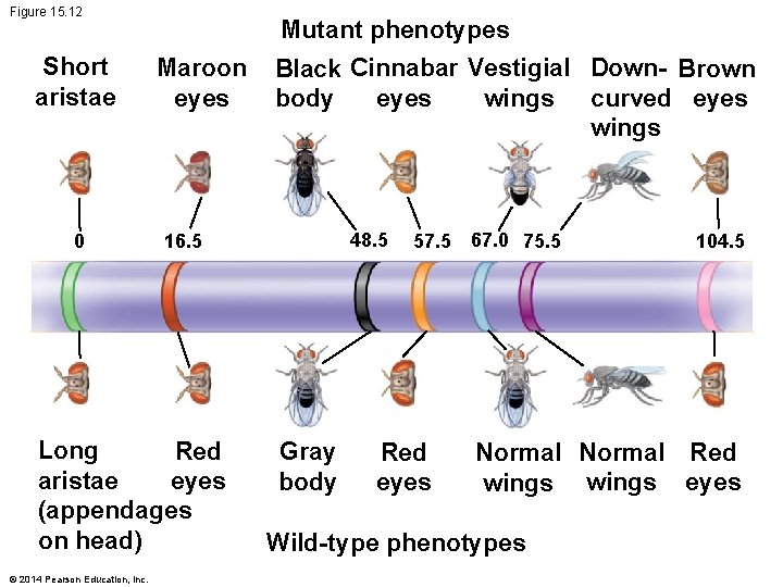 Figure 15. 12 Short aristae 0 Mutant phenotypes Maroon eyes 48. 5 16. 5