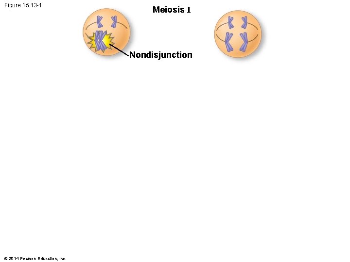 Figure 15. 13 -1 Meiosis I Nondisjunction © 2014 Pearson Education, Inc. 