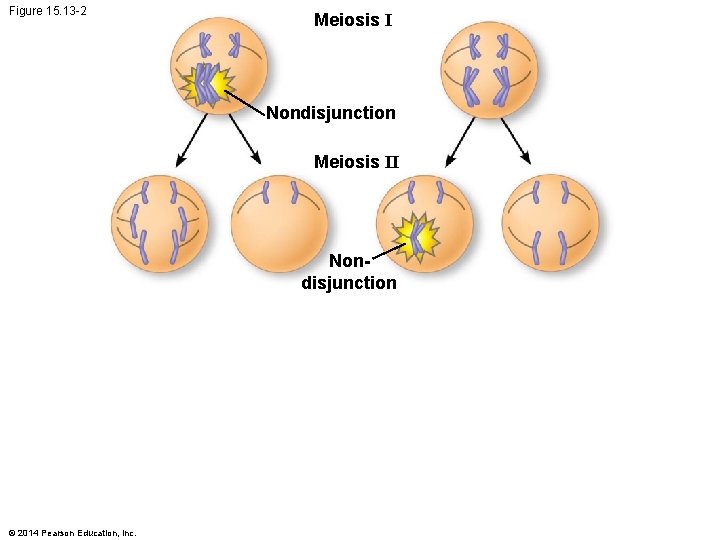 Figure 15. 13 -2 Meiosis I Nondisjunction Meiosis II Nondisjunction © 2014 Pearson Education,