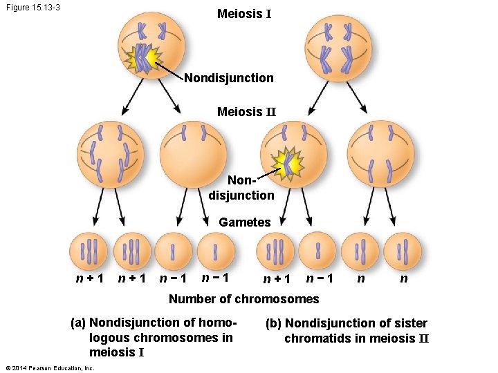 Figure 15. 13 -3 Meiosis I Nondisjunction Meiosis II Nondisjunction Gametes n+1 n− 1
