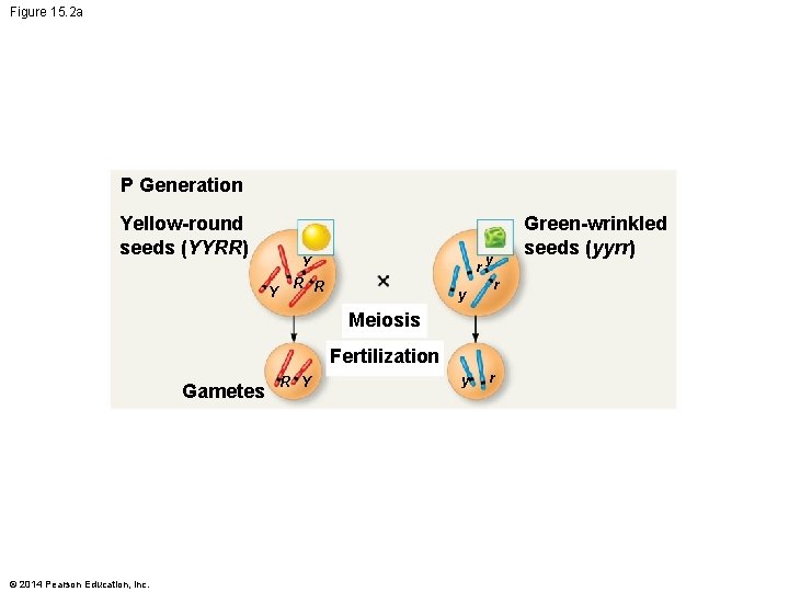 Figure 15. 2 a P Generation Yellow-round seeds (YYRR) Y Y r R R