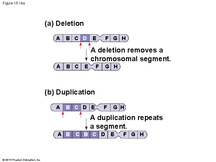 Figure 15. 14 a (a) Deletion A B C D E F G H