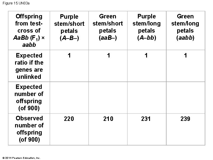 Figure 15. UN 03 a Offspring from testcross of Aa. Bb (F 1) ×