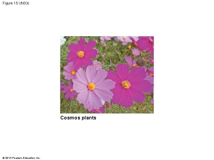 Figure 15. UN 03 c Cosmos plants © 2014 Pearson Education, Inc. 