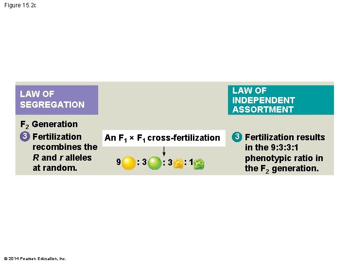 Figure 15. 2 c LAW OF SEGREGATION F 2 Generation 3 Fertilization An F
