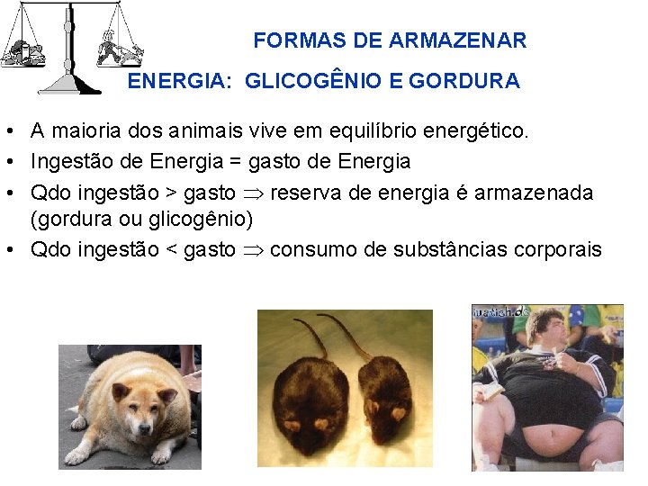 FORMAS DE ARMAZENAR ENERGIA: GLICOGÊNIO E GORDURA • A maioria dos animais vive em