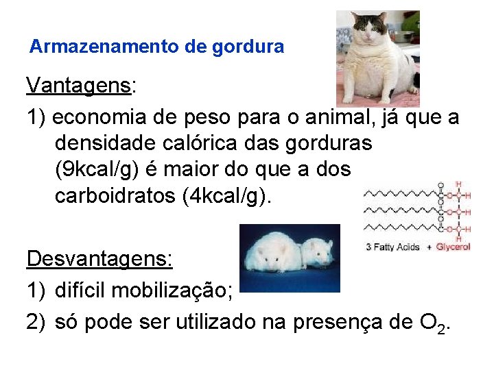 Armazenamento de gordura Vantagens: 1) economia de peso para o animal, já que a