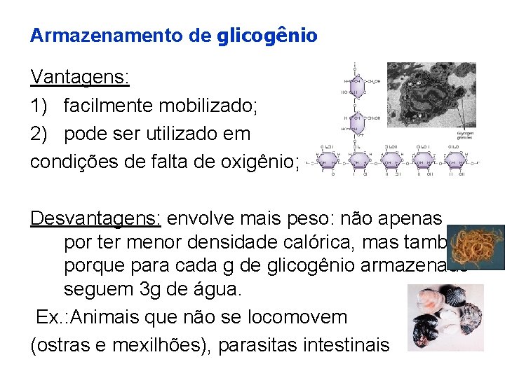 Armazenamento de glicogênio Vantagens: 1) facilmente mobilizado; 2) pode ser utilizado em condições de
