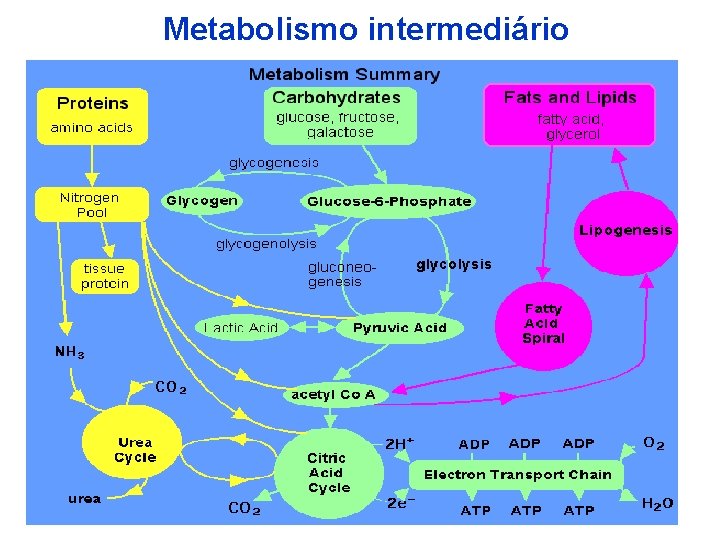Metabolismo intermediário 