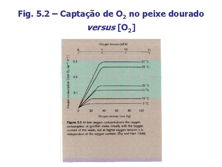 Fig. 5. 2 – Captação de O 2 no peixe dourado versus [O 2]