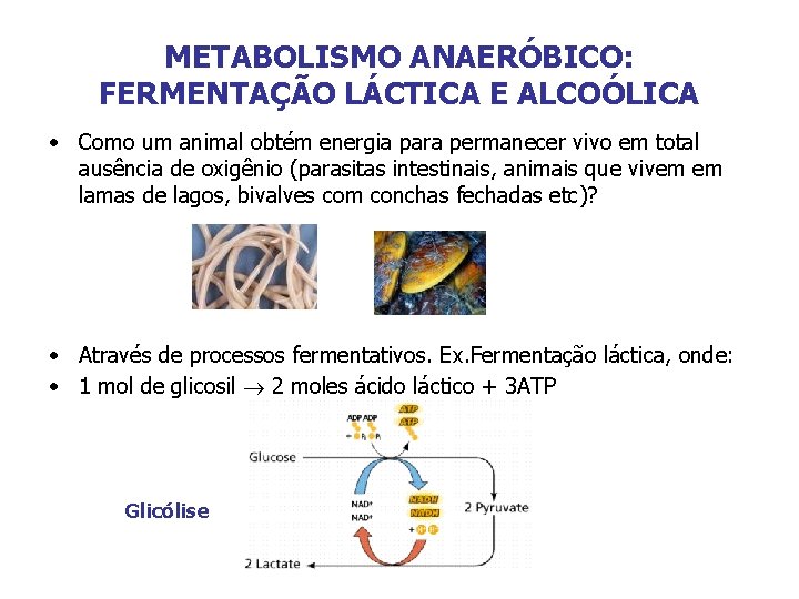 METABOLISMO ANAERÓBICO: FERMENTAÇÃO LÁCTICA E ALCOÓLICA • Como um animal obtém energia para permanecer