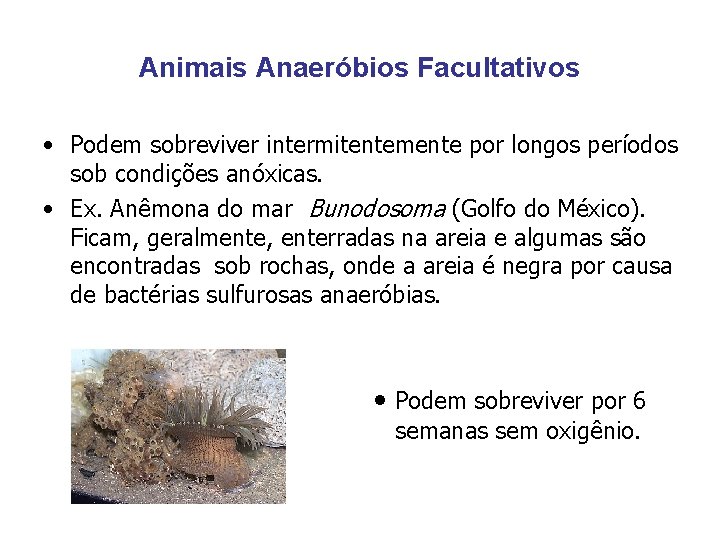 Animais Anaeróbios Facultativos • Podem sobreviver intermitentemente por longos períodos sob condições anóxicas. •