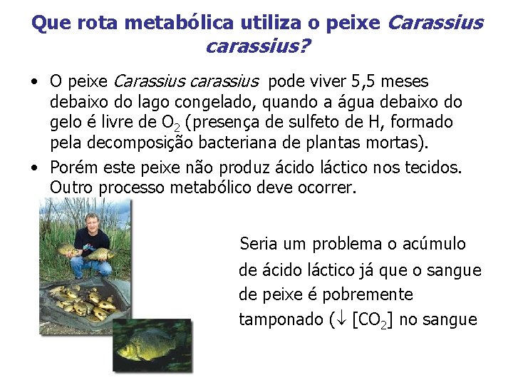 Que rota metabólica utiliza o peixe Carassius carassius? • O peixe Carassius carassius pode