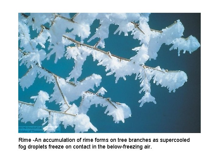 Rime -An accumulation of rime forms on tree branches as supercooled fog droplets freeze