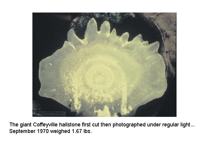 The giant Coffeyville hailstone first cut then photographed under regular light. . . September