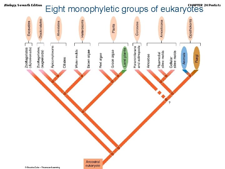 Biology, Seventh Edition CHAPTER 24 Protists Eight monophyletic groups of eukaryotes Copyright © 2005