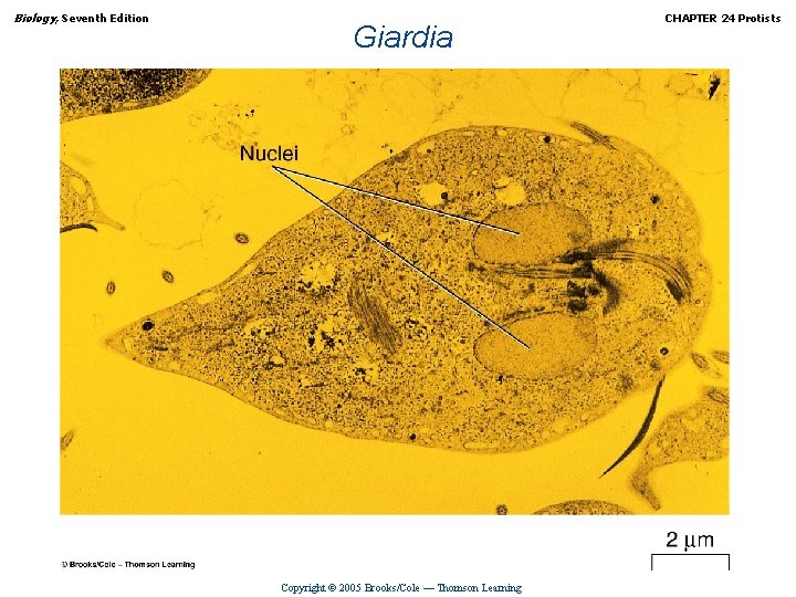 Biology, Seventh Edition Giardia Copyright © 2005 Brooks/Cole — Thomson Learning CHAPTER 24 Protists