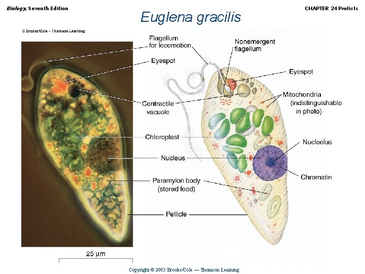 Biology, Seventh Edition Euglena gracilis Copyright © 2005 Brooks/Cole — Thomson Learning CHAPTER 24