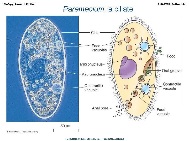 Biology, Seventh Edition Paramecium, a ciliate Copyright © 2005 Brooks/Cole — Thomson Learning CHAPTER