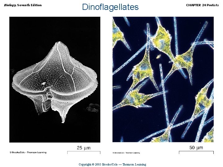 Biology, Seventh Edition Dinoflagellates Copyright © 2005 Brooks/Cole — Thomson Learning CHAPTER 24 Protists