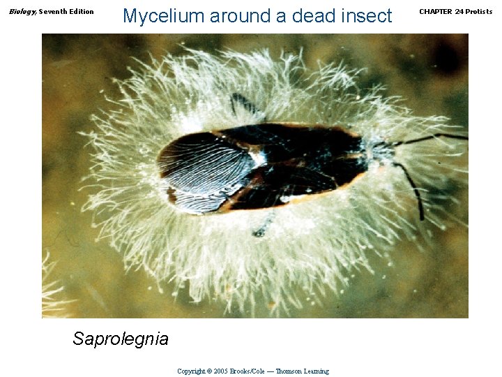 Biology, Seventh Edition Mycelium around a dead insect Saprolegnia Copyright © 2005 Brooks/Cole —