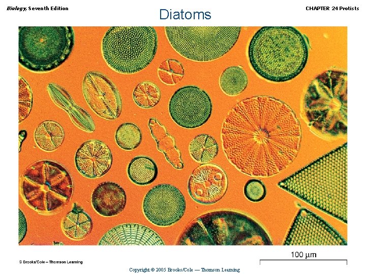 Biology, Seventh Edition Diatoms Copyright © 2005 Brooks/Cole — Thomson Learning CHAPTER 24 Protists