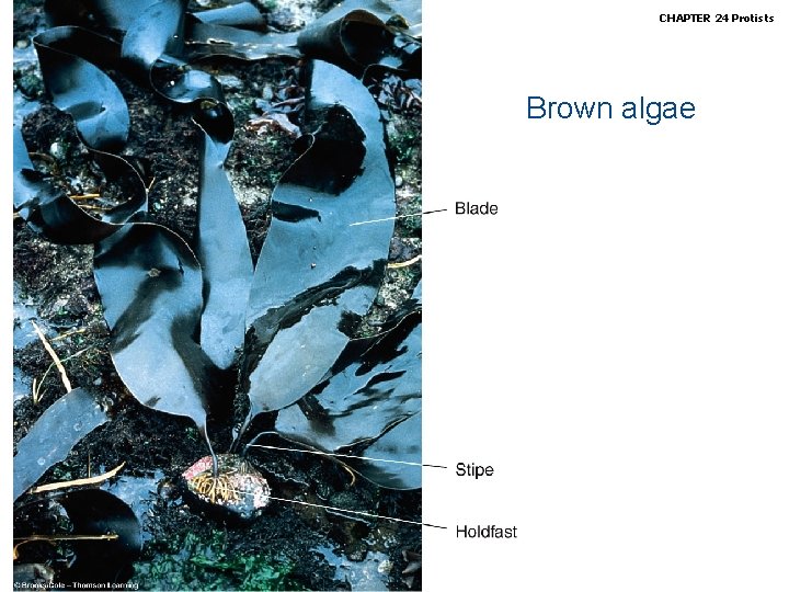 Biology, Seventh Edition CHAPTER 24 Protists Brown algae Copyright © 2005 Brooks/Cole — Thomson