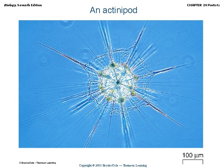Biology, Seventh Edition An actinipod Copyright © 2005 Brooks/Cole — Thomson Learning CHAPTER 24