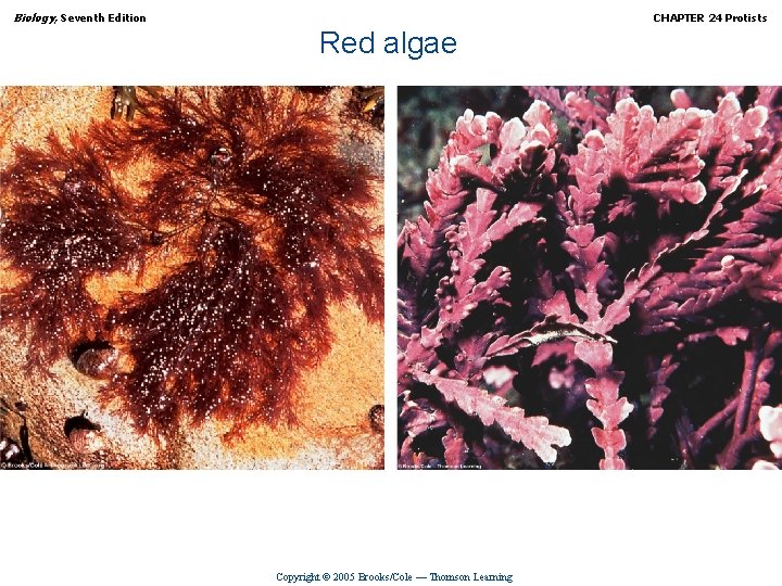 Biology, Seventh Edition CHAPTER 24 Protists Red algae Copyright © 2005 Brooks/Cole — Thomson
