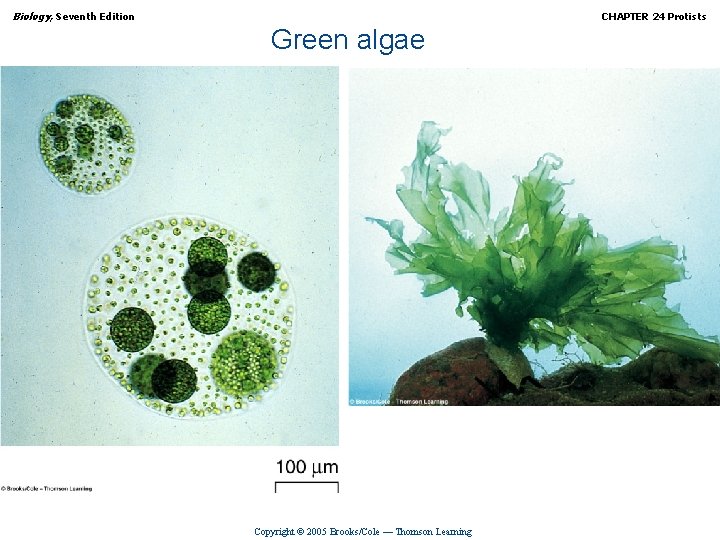 Biology, Seventh Edition CHAPTER 24 Protists Green algae Copyright © 2005 Brooks/Cole — Thomson