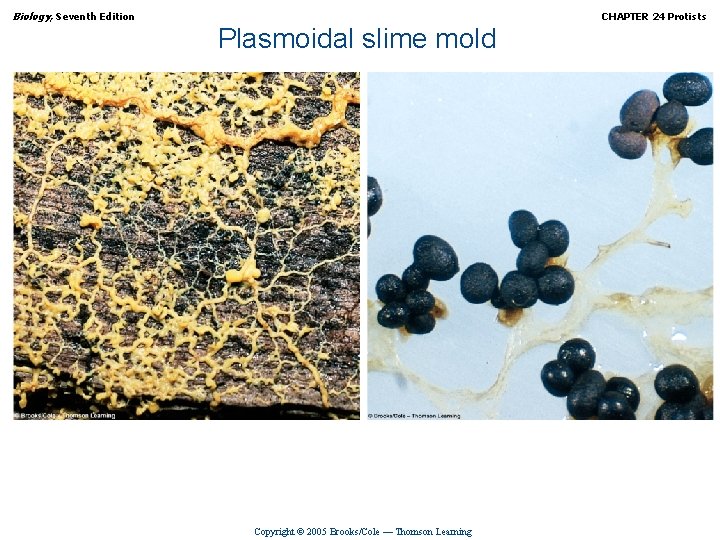 Biology, Seventh Edition CHAPTER 24 Protists Plasmoidal slime mold Copyright © 2005 Brooks/Cole —