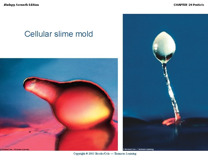 Biology, Seventh Edition CHAPTER 24 Protists Cellular slime mold Copyright © 2005 Brooks/Cole —