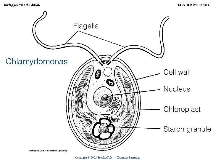 Biology, Seventh Edition CHAPTER 24 Protists Chlamydomonas Copyright © 2005 Brooks/Cole — Thomson Learning