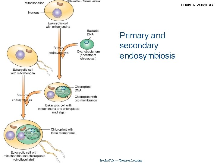 Biology, Seventh Edition CHAPTER 24 Protists Primary and secondary endosymbiosis Copyright © 2005 Brooks/Cole