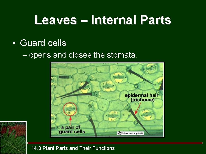 Leaves – Internal Parts • Guard cells – opens and closes the stomata. 14.