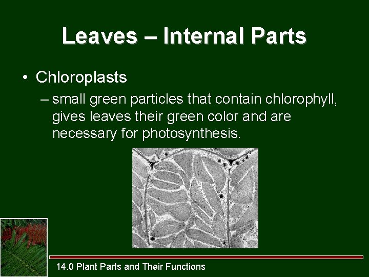 Leaves – Internal Parts • Chloroplasts – small green particles that contain chlorophyll, gives