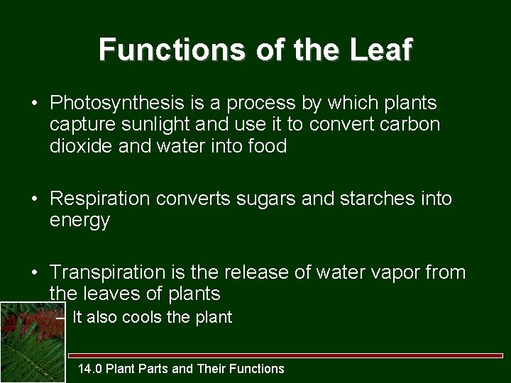 Functions of the Leaf • Photosynthesis is a process by which plants capture sunlight